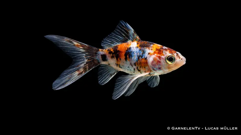 Goldfisch Shubunkin- Carassius auratus auratus (6-9 cm)