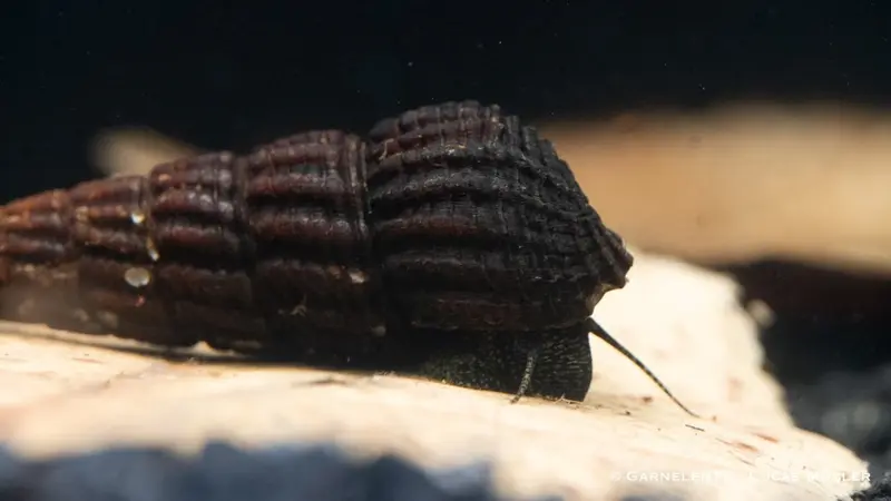 Goldpunkt-Pososchnecke - Tylomelania towutensis