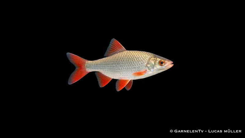 Goldrotfeder -  Scardinius erythrophthalmus (10-12 cm)