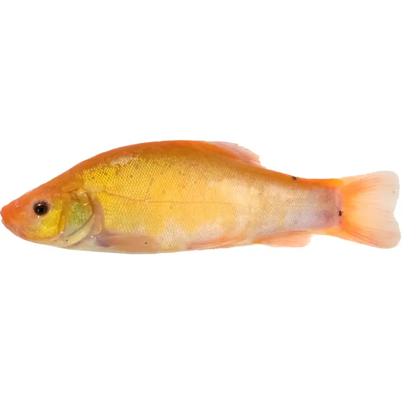 Goldschleie