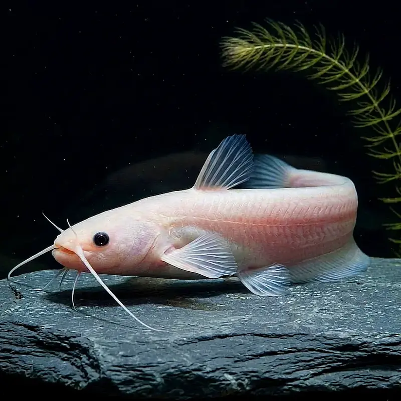 Goldwels (Silurus glanis gold) ca. 11 cm – Ein strahlendes Highlight für deinen Teich
