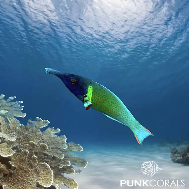 Gomphosus varius Langnasen-Lippfisch