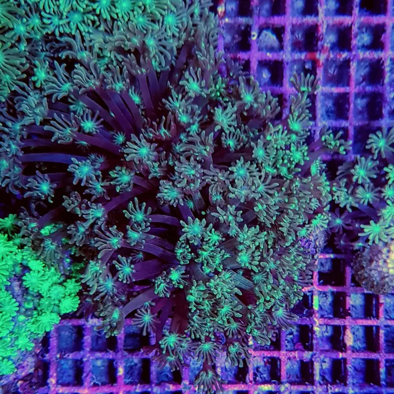 Goniopora grün