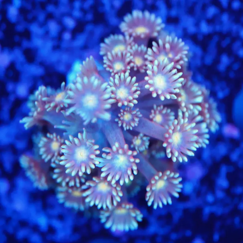 Goniopora leopard