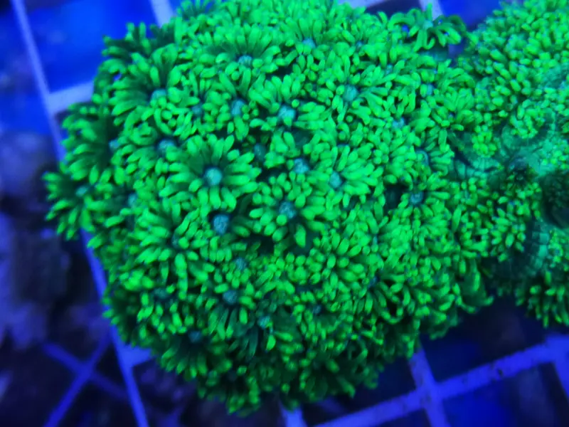 Goniopora sp. – Grüne oder Mintfarbene Goniopora DNZ