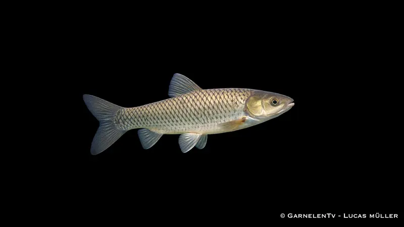 Graskarpfen - Ctenopharyngodon idella (10-12 cm)