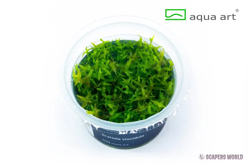 Gratiola viscidula - In vitro cup