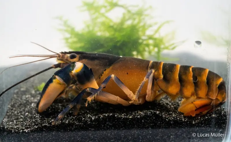 Green Hornet Flusskrebs - Cherax sp.