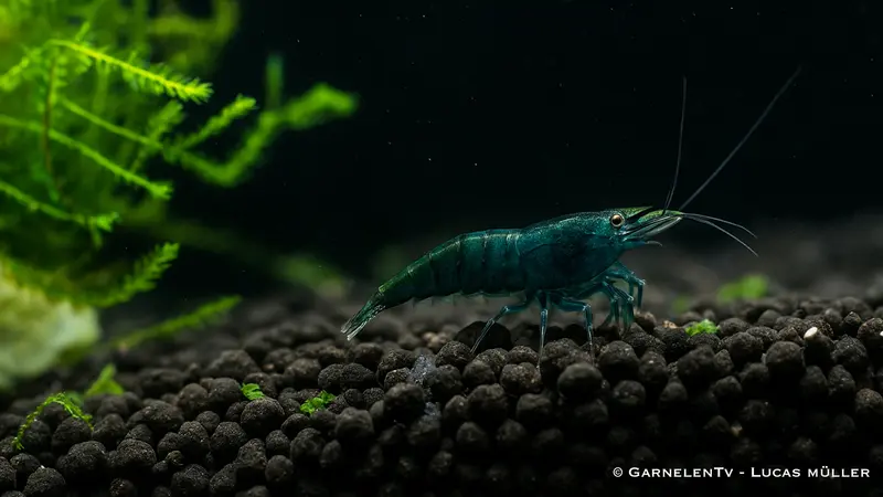 Green Jade Garnele - Neocaridina davidi
