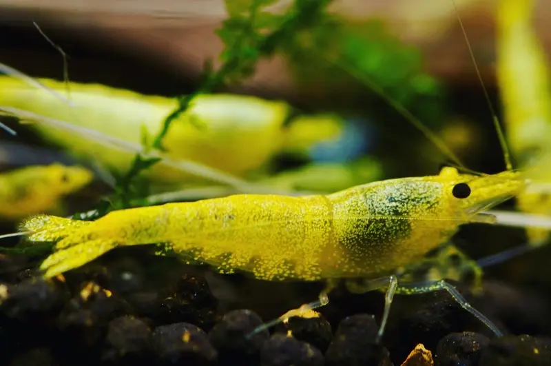 Green Lemon Garnele – exklusiv bei Garnelen-Pott