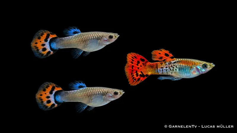 Guppy Cobra Red Trio - 1 Männchen + 2 Weibchen - Poecilia reticulata
