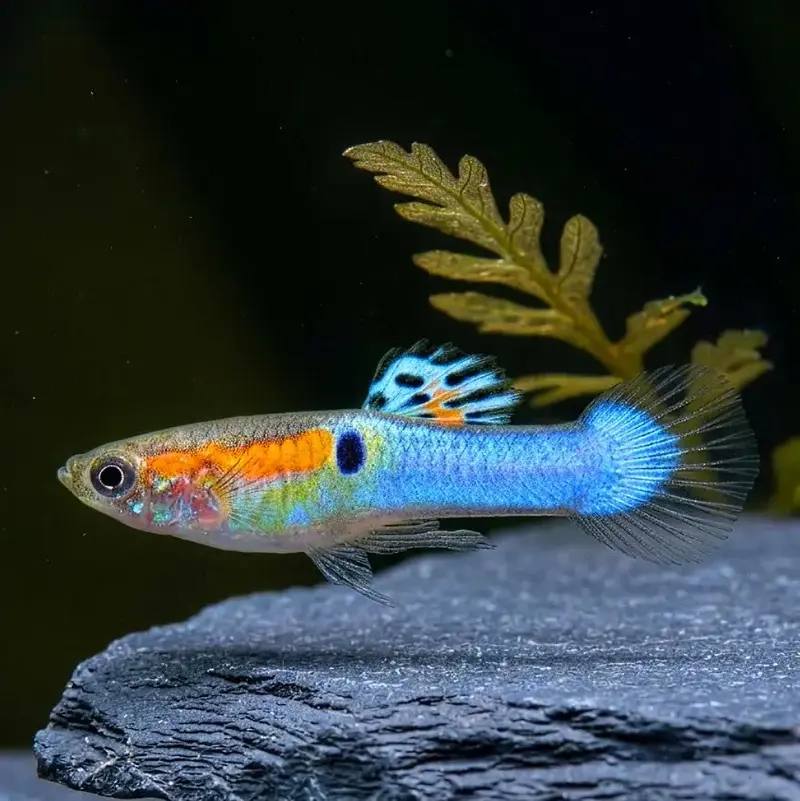 Guppy Endler Blue Star