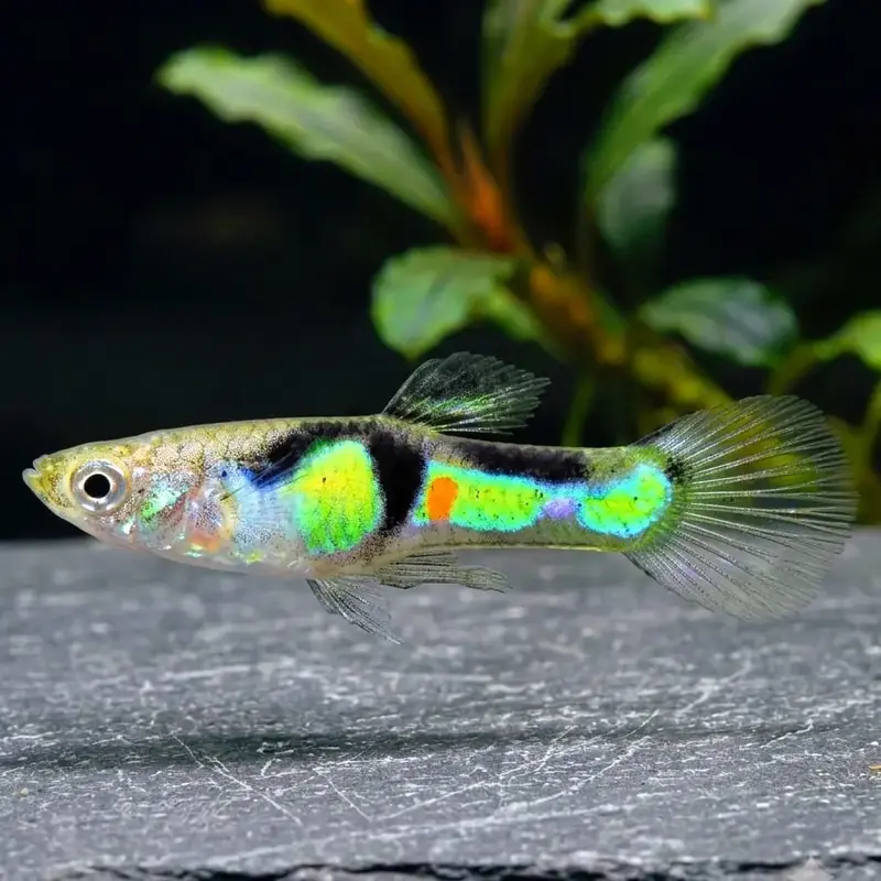 Guppy Endler El Tigre