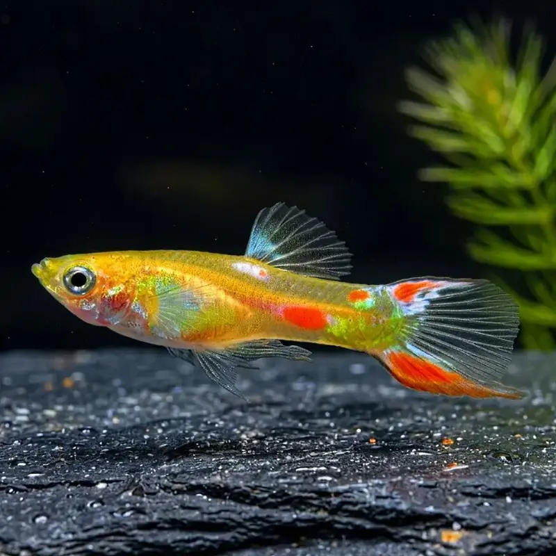 Guppy Endler Gold