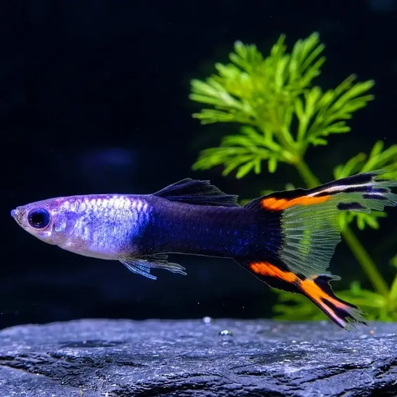 Guppy Endler Schwarzes Feuer