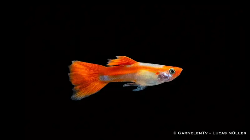 Guppy Koi kohaku - Poecilia reticulata