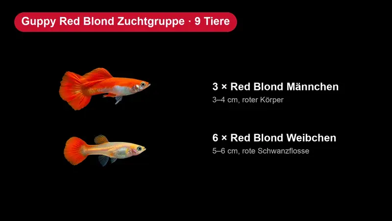 Guppy Red Blond Zuchtgruppe - 3 Männchen + 6 Weibchen - Poecilia reticulata