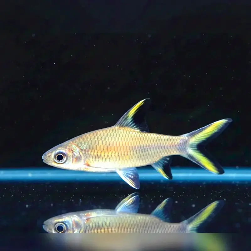 Haibarbe – Balantiocheilos melanopterus 🦈✨