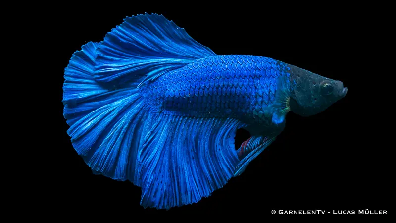 Halfmoon Kampffisch  -  Männchen - Betta splendens
