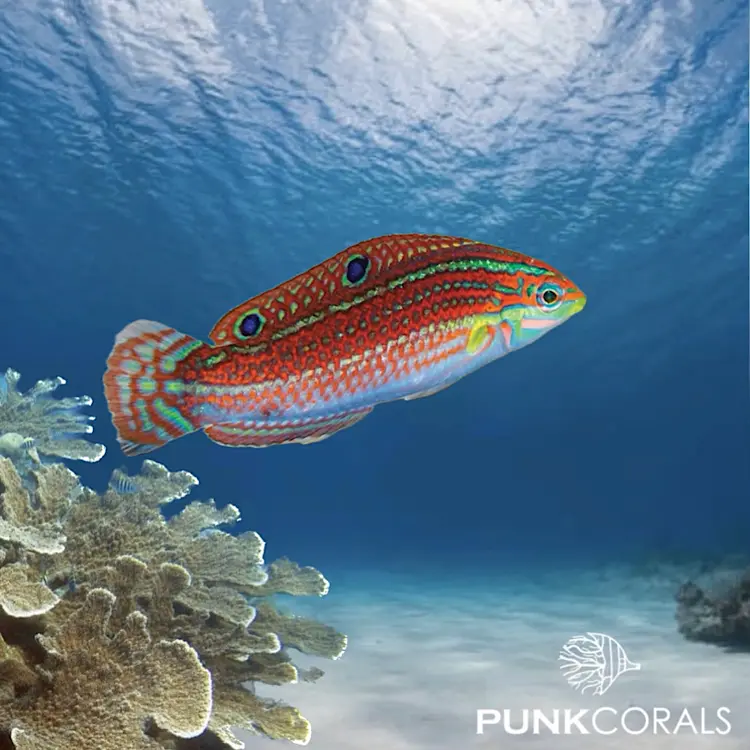 Halichoeres biocellatus Rotstreifen-Junker