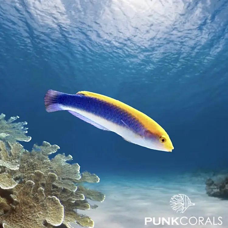Halichoeres cyanocephalus Blaukopf-Lippfisch