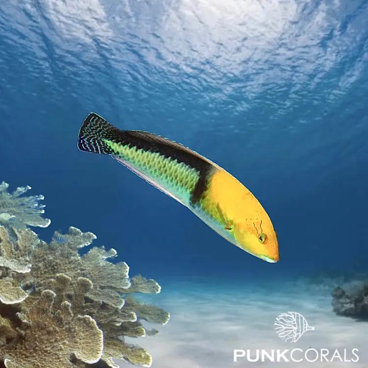 Halichoeres garnoti Gelbkopf-Lippfisch