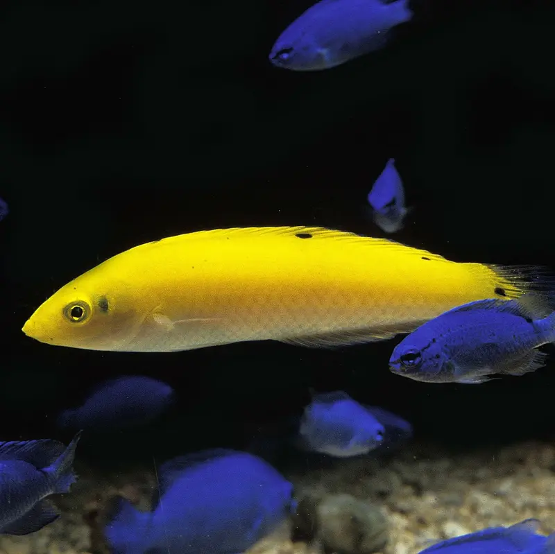 Halichoeres leucoxanthus Indischer Kanarien-Lippfisch