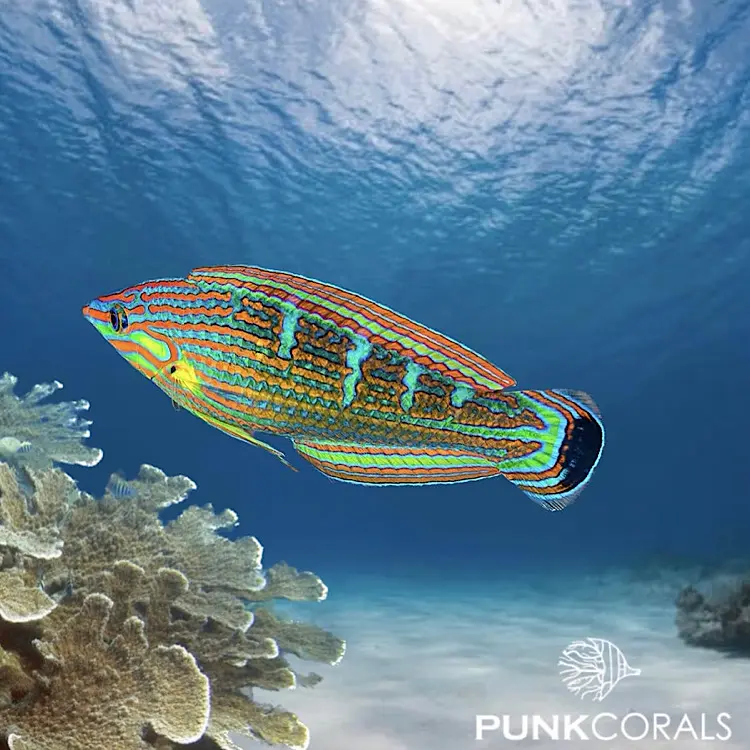 Halichoeres melanurus Regenbogenlippfisch
