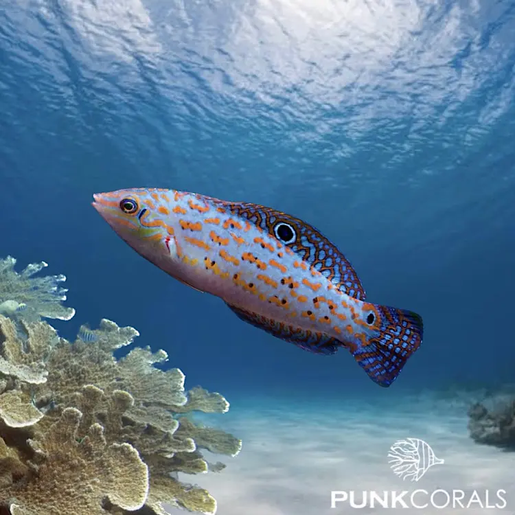 Halichoeres timorensis Timor-Lippfisch