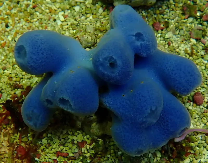 Haliclona sp. 01 – Blauer Meerwasserschwamm