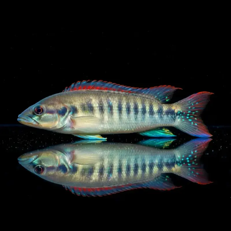 Hechtbuntbarsch "Belly Crawler" – Crenicichla spec. BELLY CRAWLER