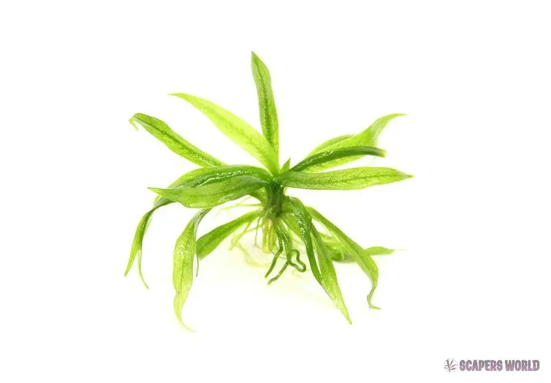 Helanthium boliv. Quadricostatus