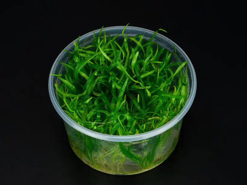 Helanthium tenellum 'Parvulum'