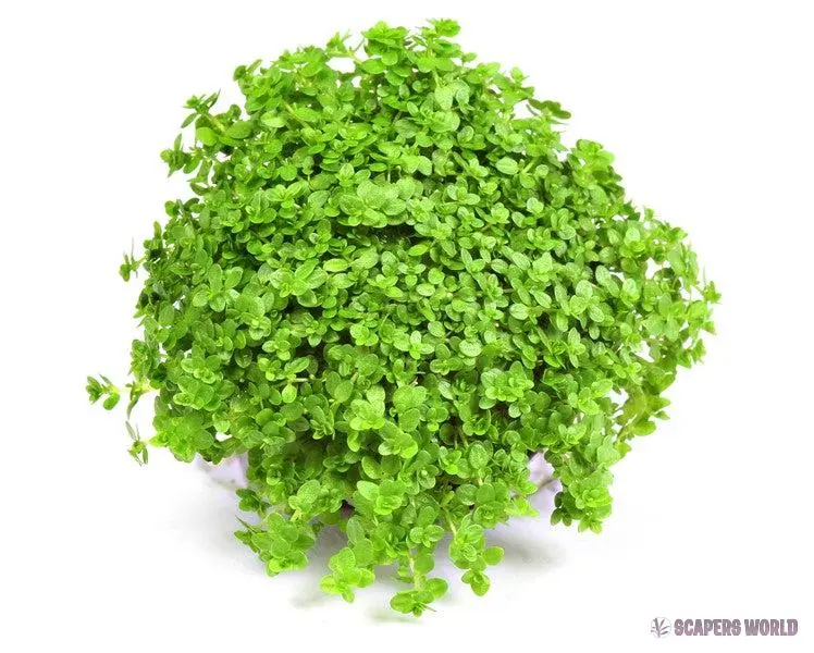 Hemianthus callitrichoides ´Cuba´
