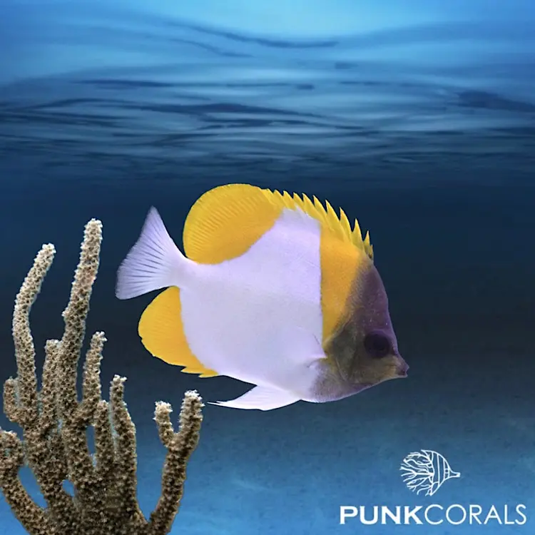 Hemitaurichthys polylepis Gelber Pyramiden-Falterfisch