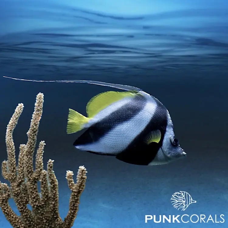 Heniochus acuminatus Gemeiner Wimpelfisch