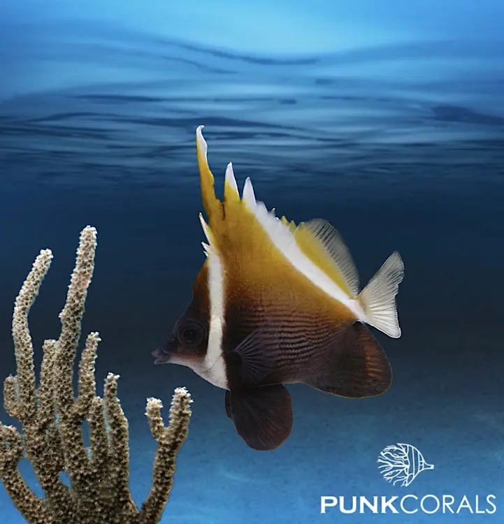 Heniochus varius Horn-Wimpelfisch