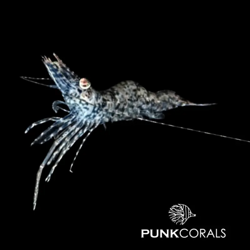 Heteropenaeus longimanus Langarm-Schwimmgarnele