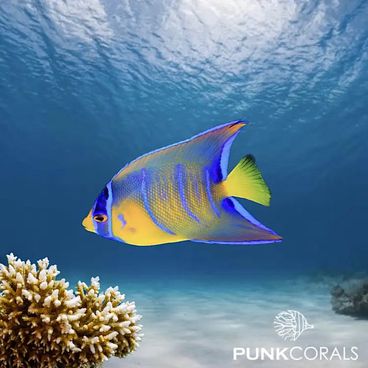 Holacanthus ciliaris Diadem-Prachtkaiserfisch