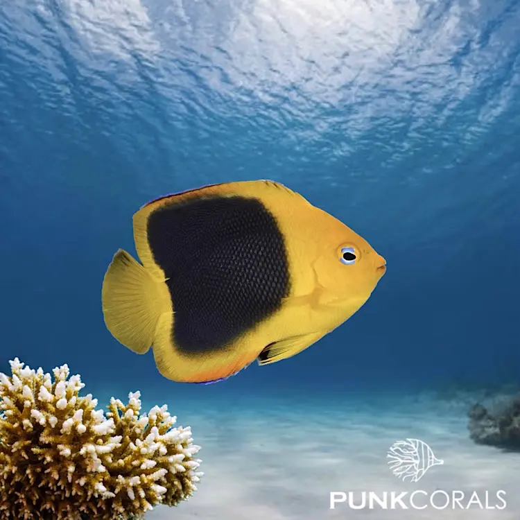 Holacanthus tricolor Felsenschönheit