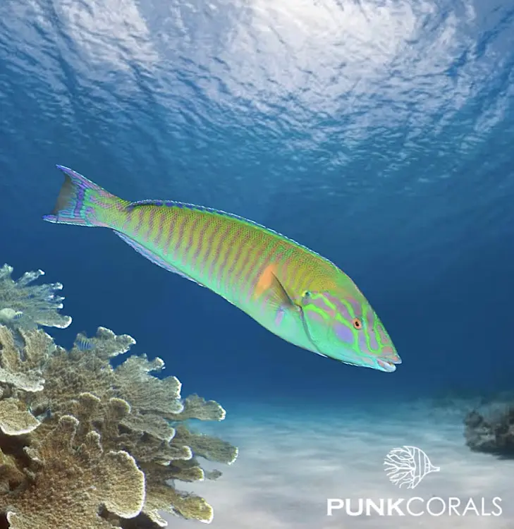 Hologymnosus doliatus Weißbauch-Hechtlippfisch