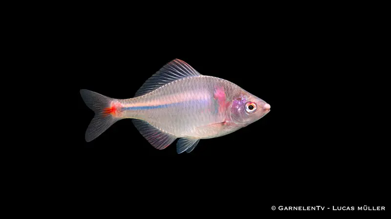 Hongkong Bitterling - Rhodeus ocellatus (7-9 cm)