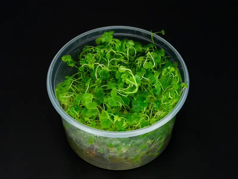 Hydrocotyle tripartita
