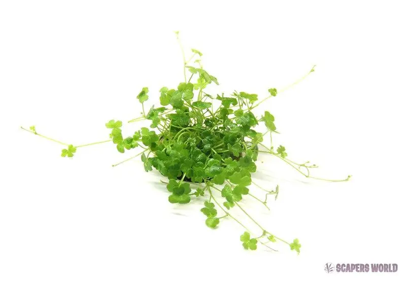 Hydrocotyle tripatita `Mini`