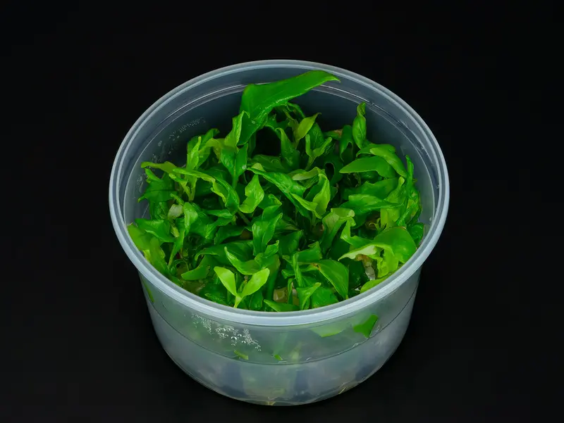 Hygrophila corymbosa 'Siamensis'