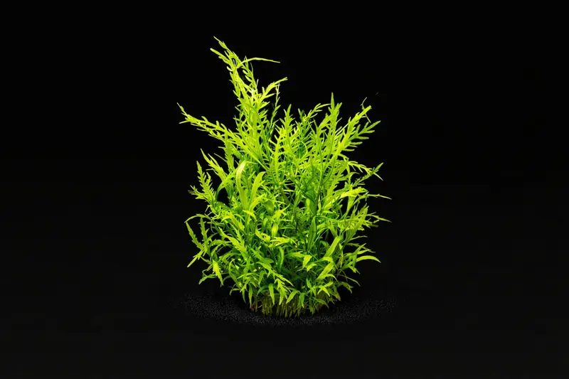 Hygrophila odora