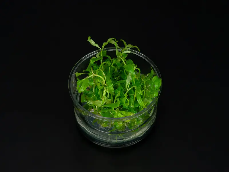 Hygrophila polysperma 'Rosanervig'