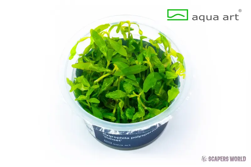 Hygrophila polysperma Sunset
