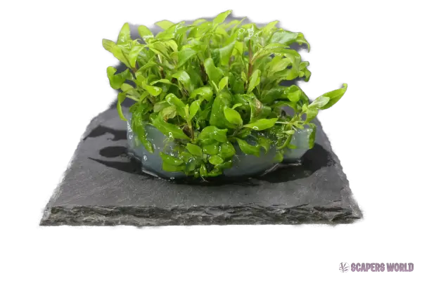 Hygrophila siamensis 53B