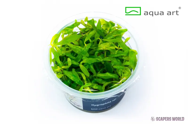 Hygrophila sp. Tiger